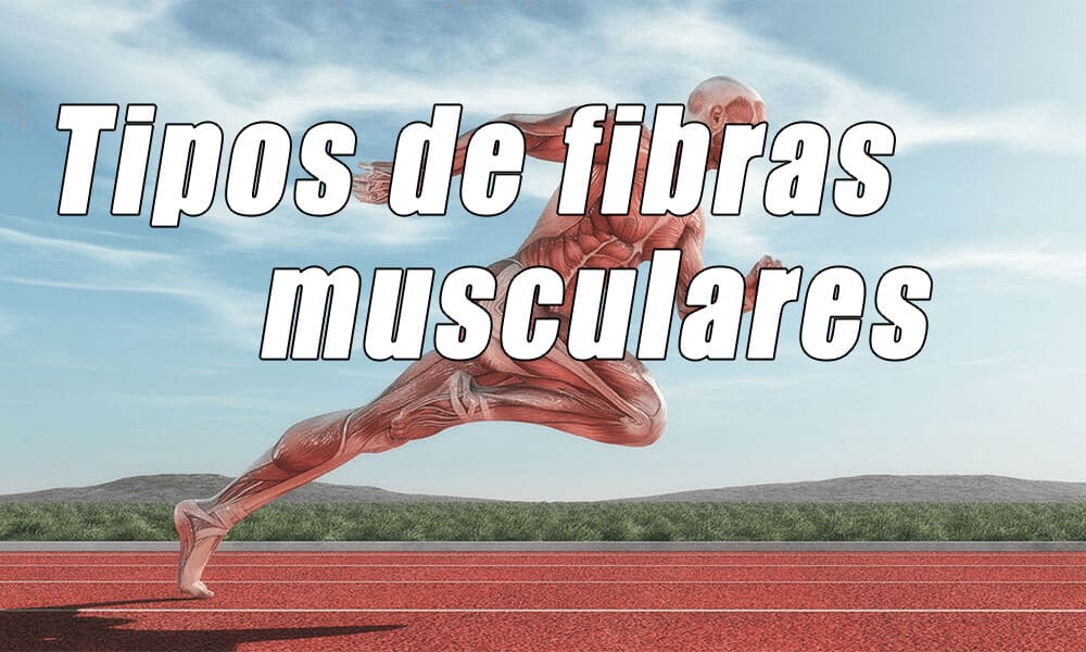 Tipos de fibras musculares de contracción rápida y lenta | Correr